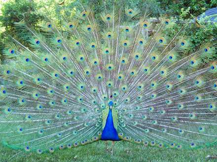 طاووس هندي بسيار زيبا با پرهاي باز