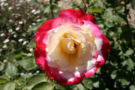 گل رز قرمز و صورتي و سفيد