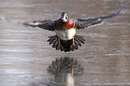 اردک وود -نر - در حال پرواز