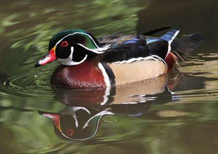 اردک وود - نر