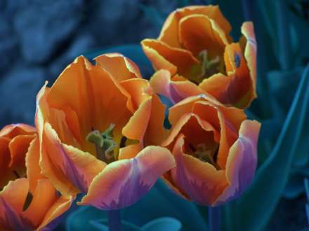 نماي نزديک از گل لاله زيبا