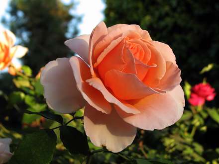 گل رز نارنجي