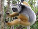 لمورDiademed Sifaka