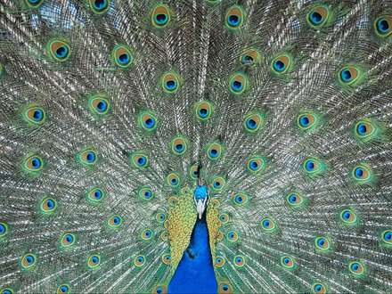 طاووس هندي بسيار زيبا با پرهاي باز