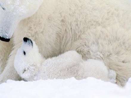 بچه خرس قطبي در آغوش مادر