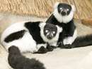 لمور طوقي سياه وسفيد Black-and-white Ruffed Lemur
