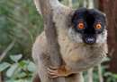 لمور Common Brown Lemur