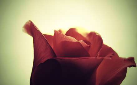 گل رز قرمز