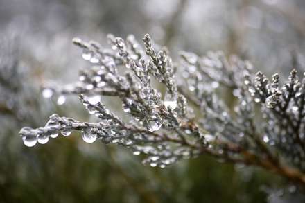 شاخه هاي درخت کاج اغشته به دانه هاي باران