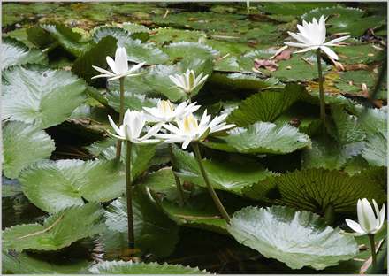 نيلوفر آبي آکواريوم