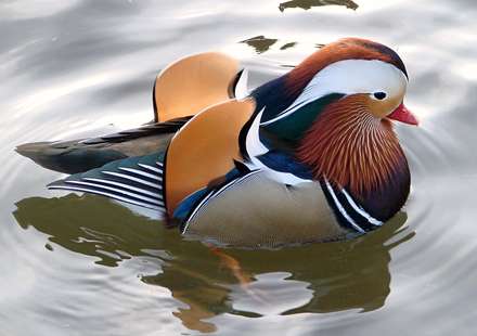 اردک ماندارين نر