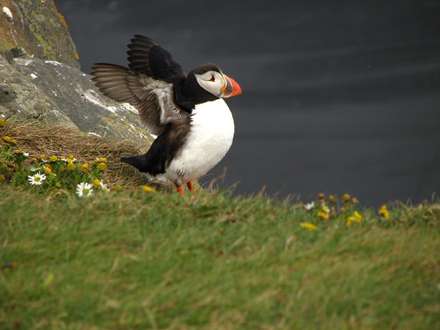 پوفين (Puffin )