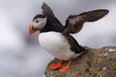 پوفين (Puffin )