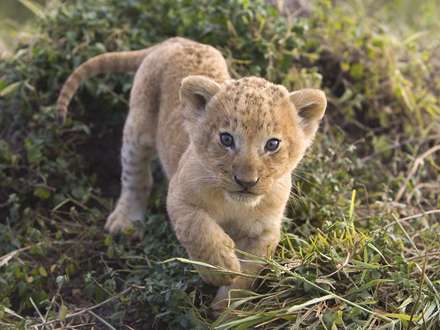 يک بچه پلنگ