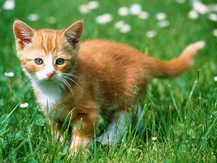 گربه قهوه اي و سفيد