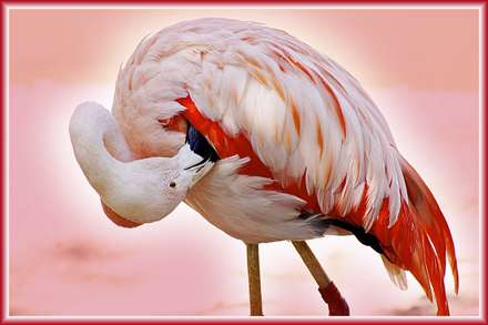 يک فلامينگو که سر در پر خود فرو برده است