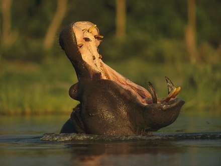 تصويري از يک اسب آبي در رودخانه که دهان خود را باز کرده