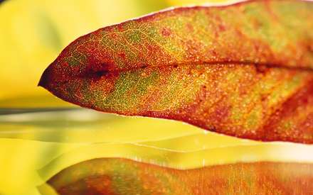 برگ سبز و زرد و قرمز پاييزي با نقشهاي طبيعي زيبا