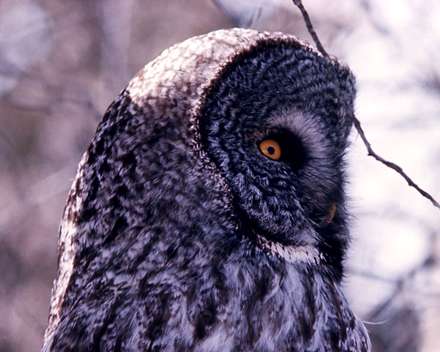 نيمرخ يک جغد خاکستري