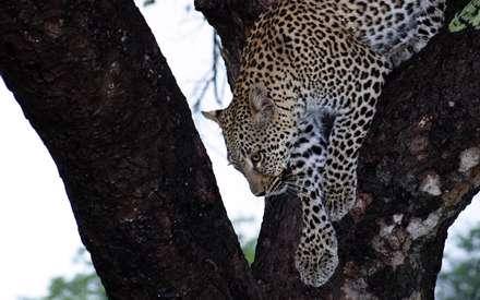 پلنگي روي درخت