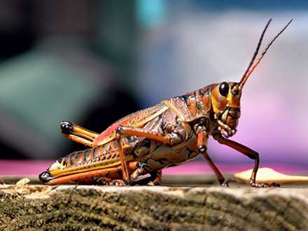 ملخي روي تنه درخت