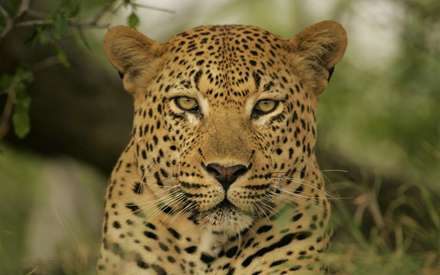 صورت يک پلنگ نر از نزديک