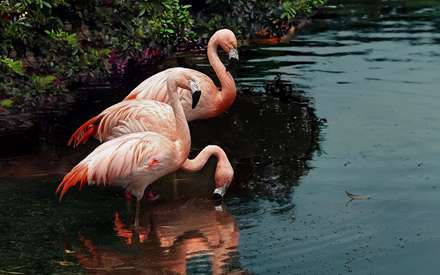 تصويري از سه فلامينگو