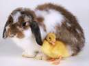 يک خرگوش سفيد و قهوه اي کنار يک اردک