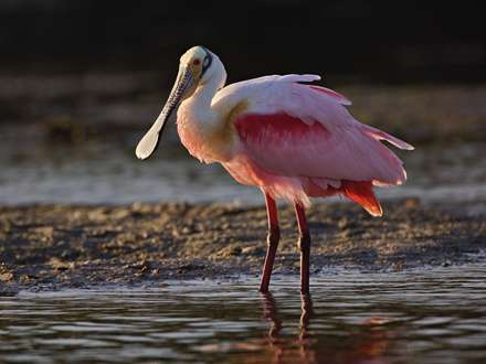 پليکان قرمز و سفيد زيبا