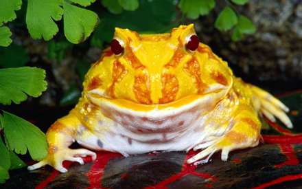 قورباغه زرد زيبا