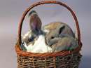 يک خرگوش همراه با فرزندش داخل سبد