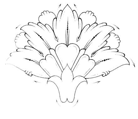 نمايي از گل پنجه اي