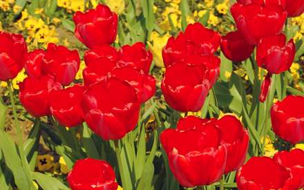 گلهاي لاله قرمز