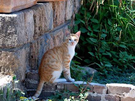 گربه اي کنار ديوار