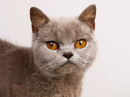 گربه اي قهوه اي