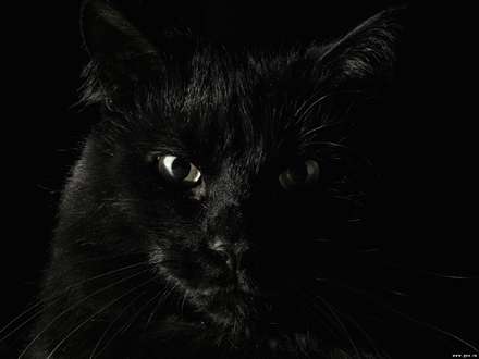 گربه اي سياه در تاريکي