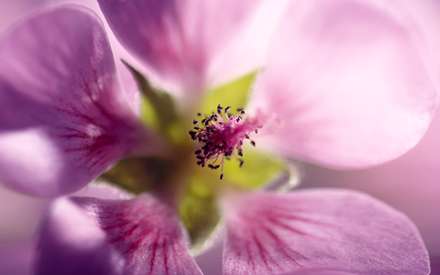 گل بنفش زيبا