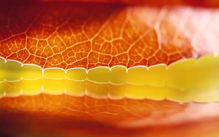 برگ قهوه اي