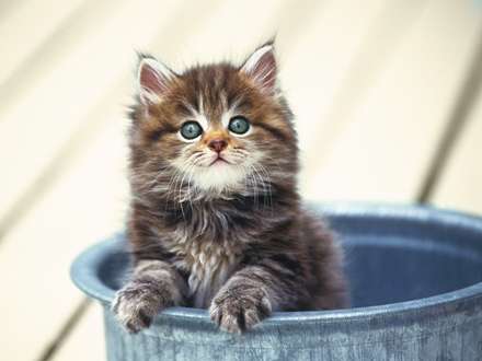 گربه اي داخل سطل