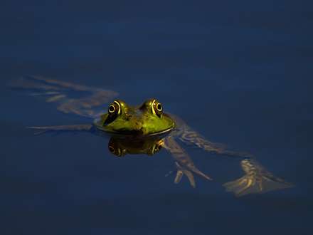 قورباغه اي سبز زير آب