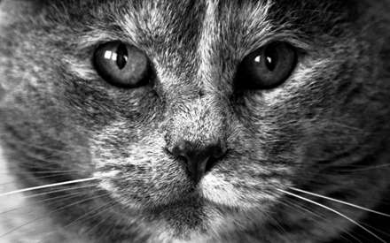 تصوير سياه و سفيد صورت يک گربه از نماي بسيار نزديک