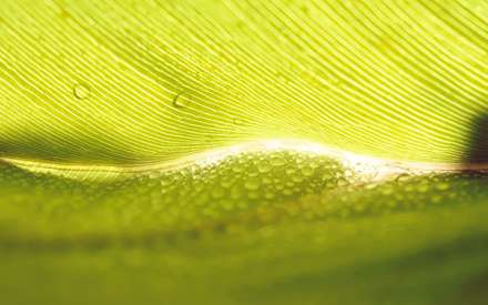 برگ سبز پهن با قطرات شبنم