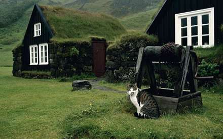 گربه اي در کنار چاه آب يک خانه