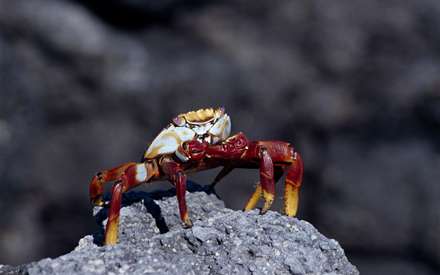 خرچنگي قرمز روي سنگ