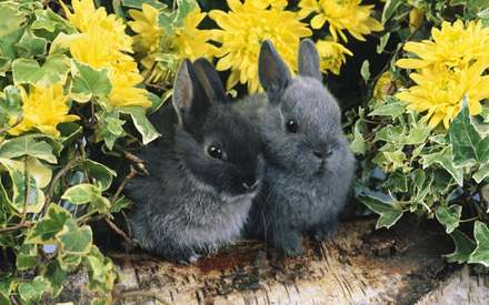 دو خرگوش سياه