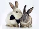 دو خرگوش عروس و داماد