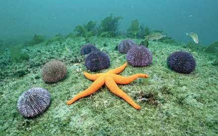 ستاره دريايي نارنجي در کف آب