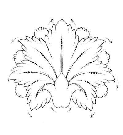 گل پنجه اي