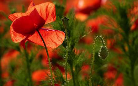 گل شقايق همراه با غنچه