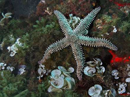 ستاره دريايي